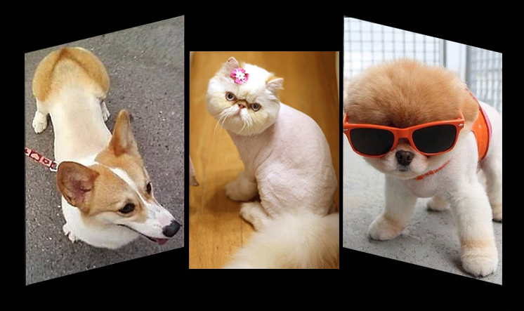D28 Cordless Pet Clipper
